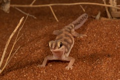 Rhynchoedura eyrensis