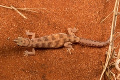 Rhynchoedura eyrensis