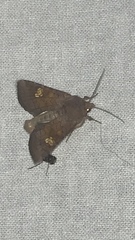 Amphipoea oculea