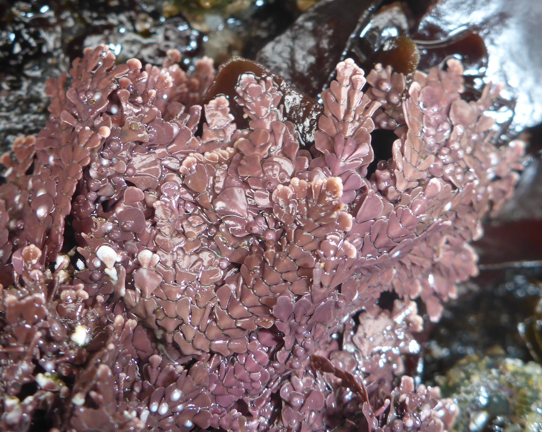 Bossiella plumosa