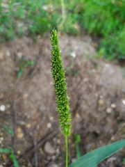 Setaria verticillata ambigua