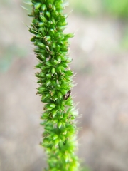 Setaria verticillata ambigua