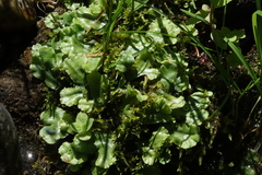 Marchantia polymorpha montivagans