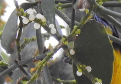 Phoradendron dipterum