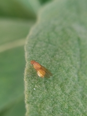 Sapromyzosoma quadricincta