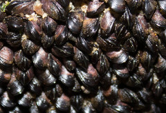 Brachidontes