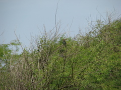 Coracias abyssinicus