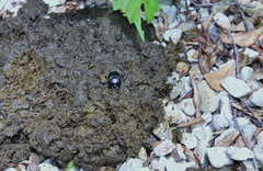 Canthon pilularius