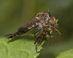 Machimus snowii