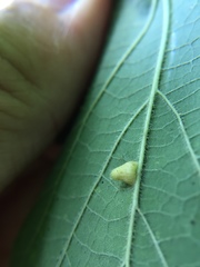 Celticecis pyriformis