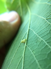 Celticecis pyriformis