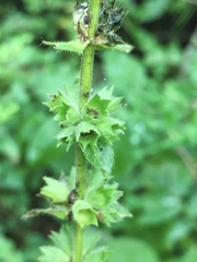 Stachys iltisii