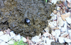 Canthon pilularius
