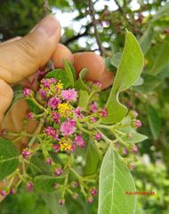 Malpighia mexicana