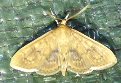 Psara