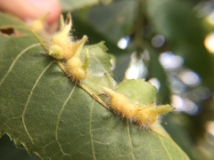 Caryomyia ansericollum