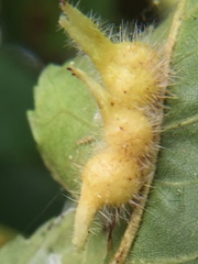 Caryomyia ansericollum
