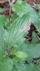 Phytomyza crassiseta