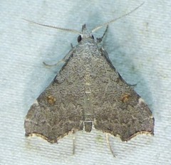 Redectis pygmaea