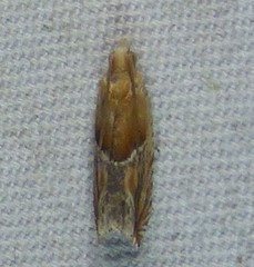 Ancylis comptana