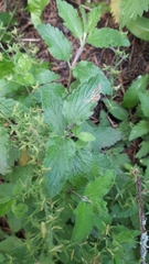 Phytomyza crassiseta