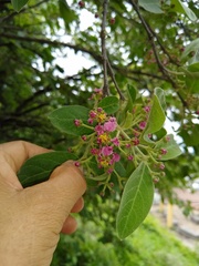 Malpighia mexicana