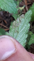 Phytomyza crassiseta