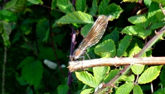 Calopteryx haemorrhoidalis