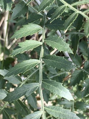 Schinus lentiscifolia