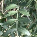 Schinus weinmanniifolia - Photo (c) Santiago Mailhos,  זכויות יוצרים חלקיות (CC BY-NC), הועלה על ידי Santiago Mailhos