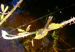 Calopteryx haemorrhoidalis