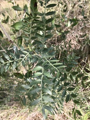 Schinus lentiscifolia