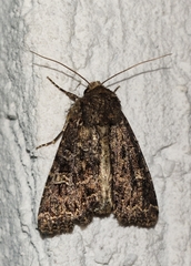 Mamestra brassicae