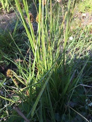 Carex pachystachya