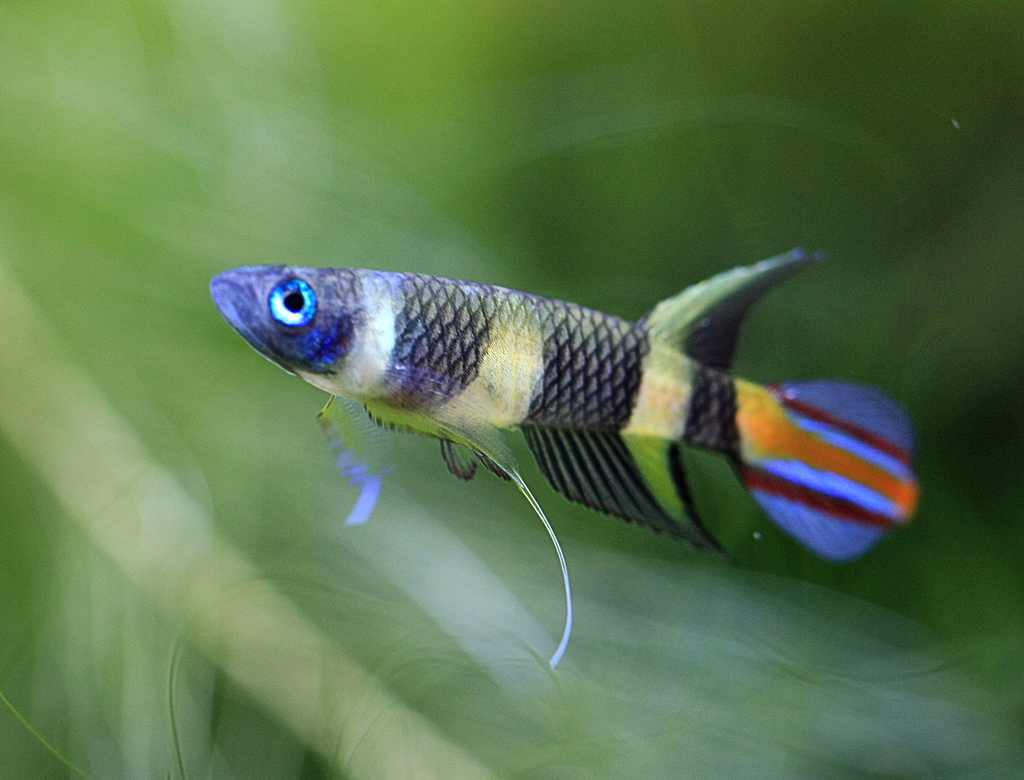Banded Panchax