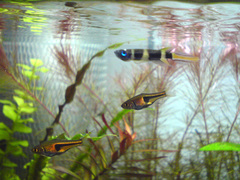 Banded Panchax photo 2