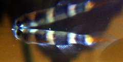 Banded Panchax photo 3
