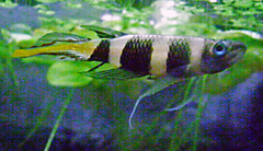 Banded Panchax photo 4