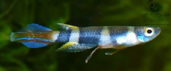 Banded Panchax photo 5