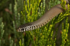 Delma australis
