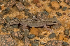 Diplodactylus vittatus