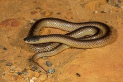 Suta nigriceps