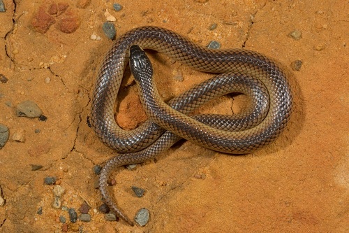 Black-naped Hooded Snake sighting