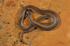 Suta nigriceps