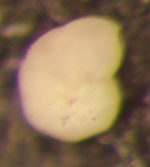 Elphidium excavatum
