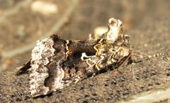 Syngrapha octoscripta