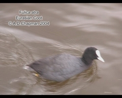 Fulica atra