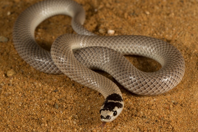Bush's Hooded Snake