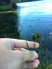 Carex microptera