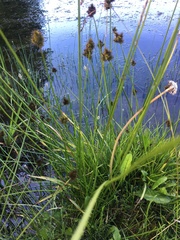 Carex microptera